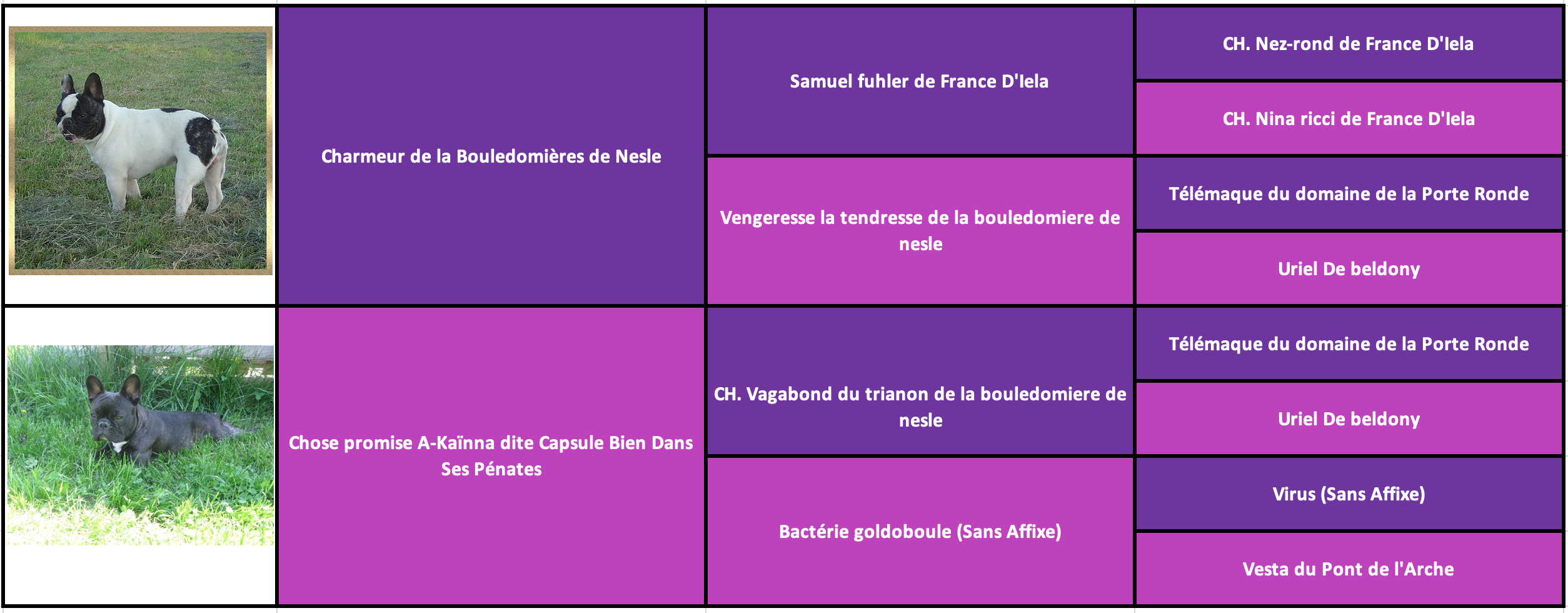 chocolat des gardiens de léana