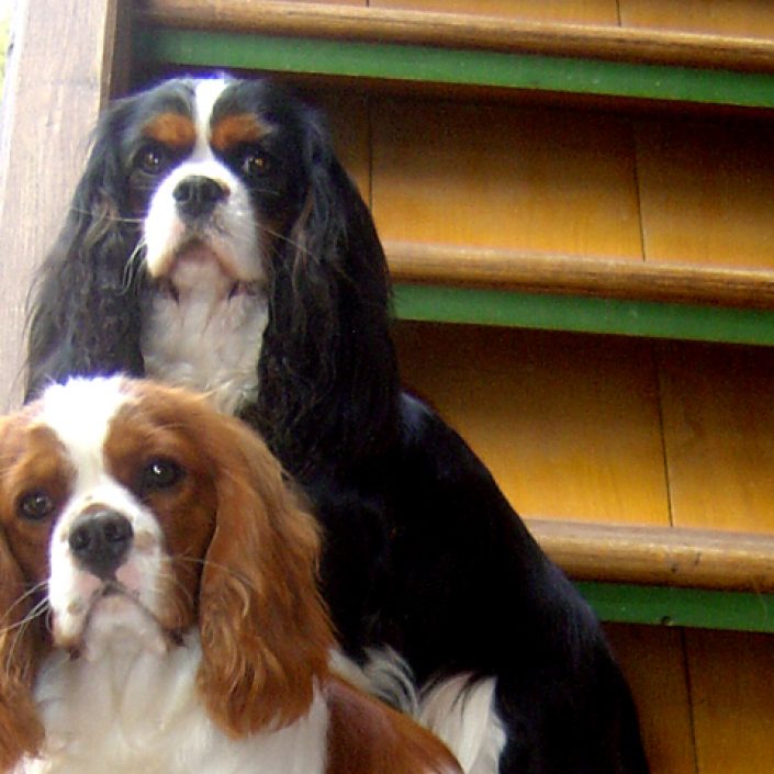 Chiva des gardiens de léana bouledogue français Chiva des gardiens de léana bouledogue français