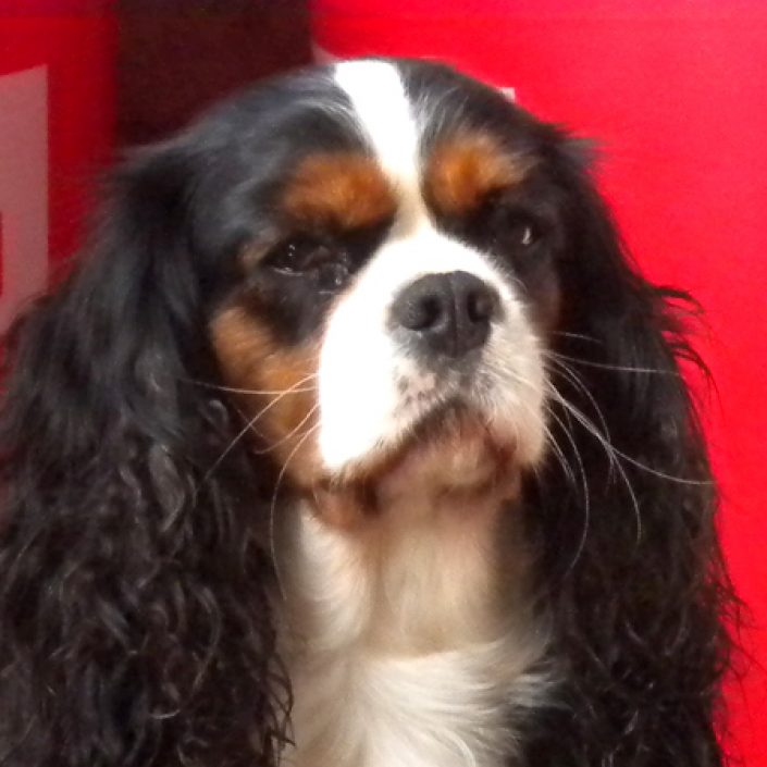 Chiva des gardiens de léana bouledogue français Chiva des gardiens de léana bouledogue français