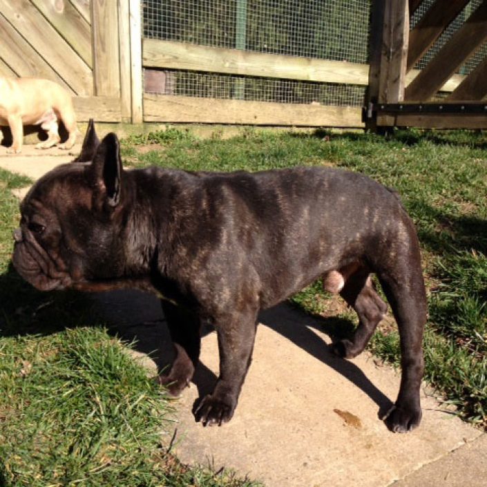 chocolat des gardiens de léana
