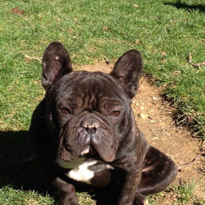 chocolat des gardiens de léana