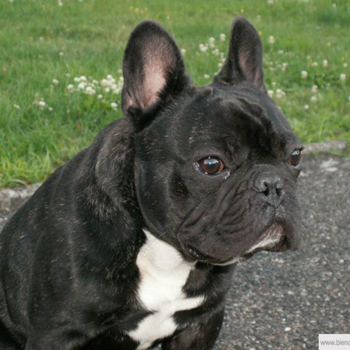 chocolat des gardiens de léana