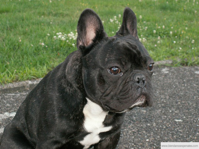 chocolat des gardiens de léana