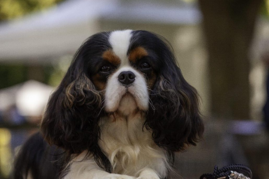 cavalier king charles femelle scandale