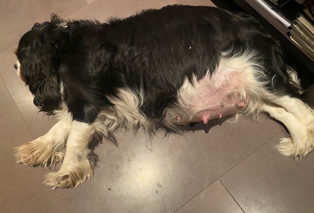 cavalier king charles femelle scandale