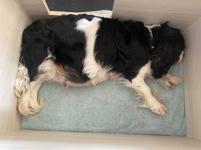 cavalier king charles femelle scandale