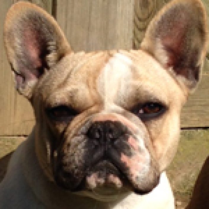 Izi des gardiens de léana bouledigue français