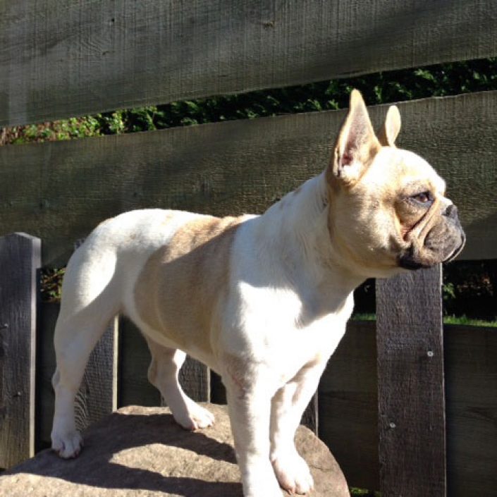 Izi des gardiens de léana bouledigue français