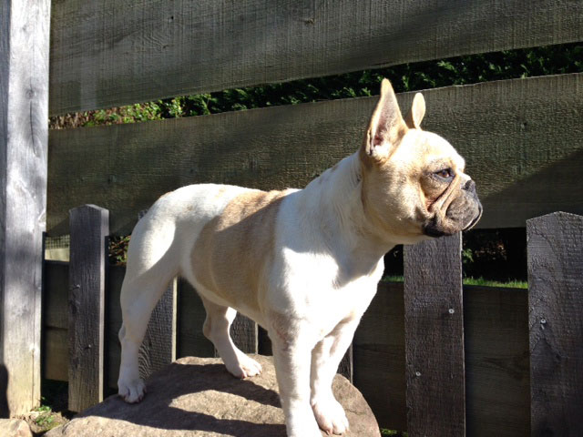 Izi des gardiens de léana bouledigue français