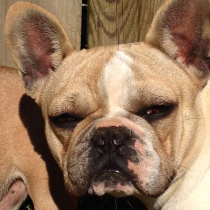 Izi des gardiens de léana bouledigue français