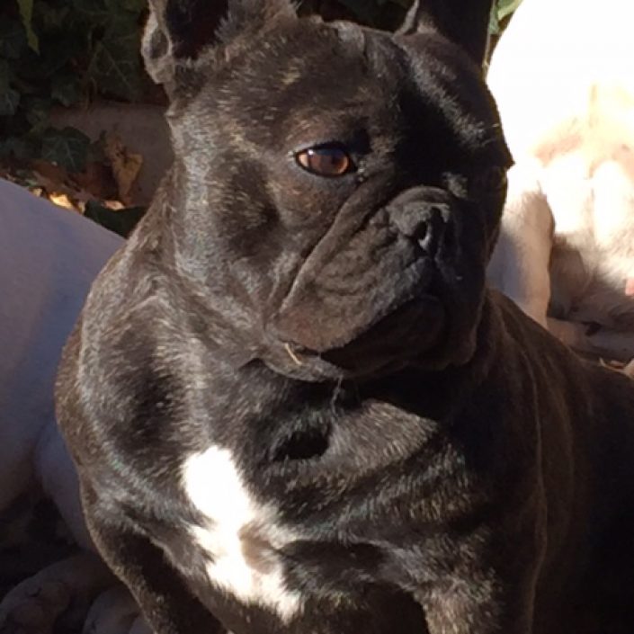 Janna des Gardiens de Léana