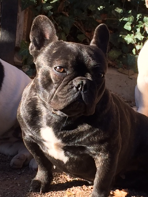 Janna des Gardiens de Léana