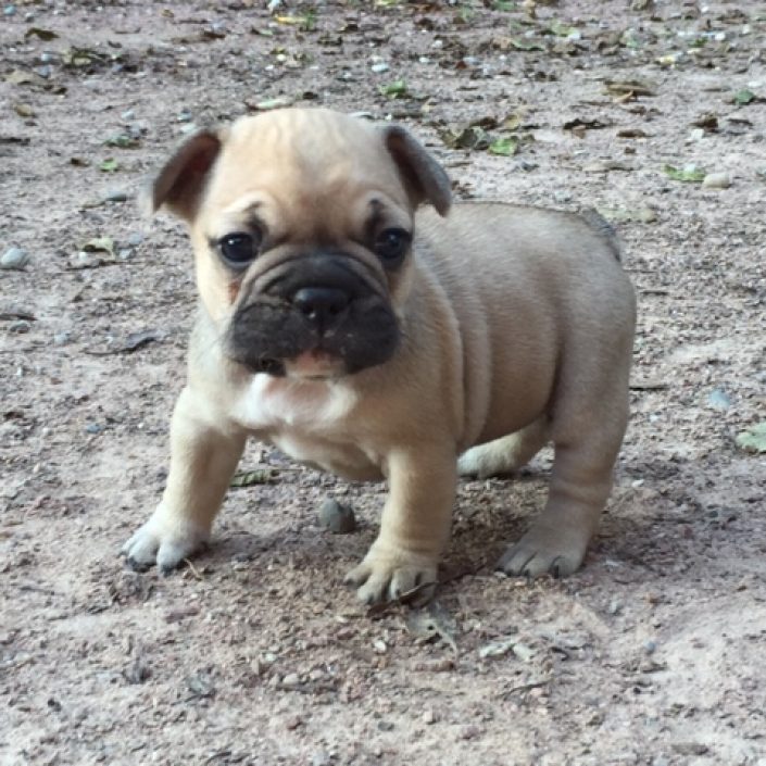 mustang gardiens de léana élevage alsace bouledogue français