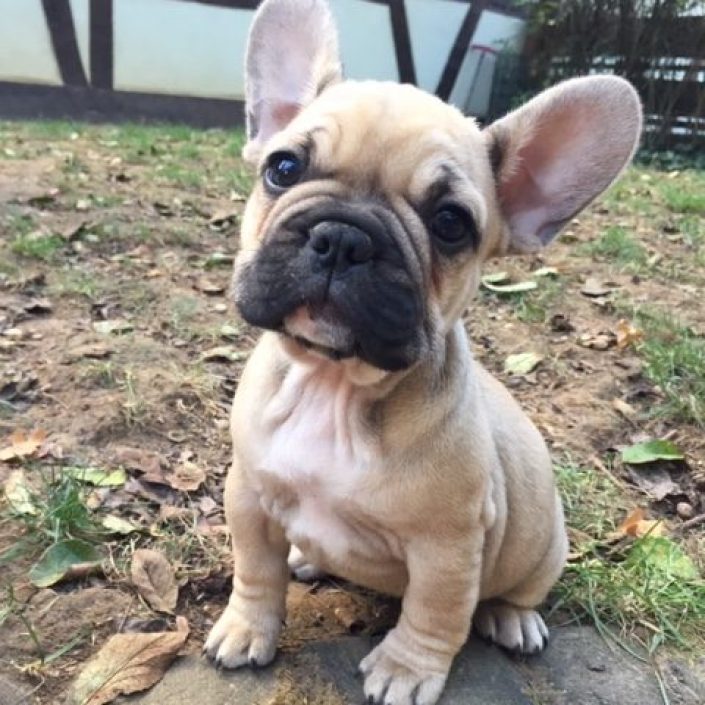 mustang gardiens de léana élevage alsace bouledogue français