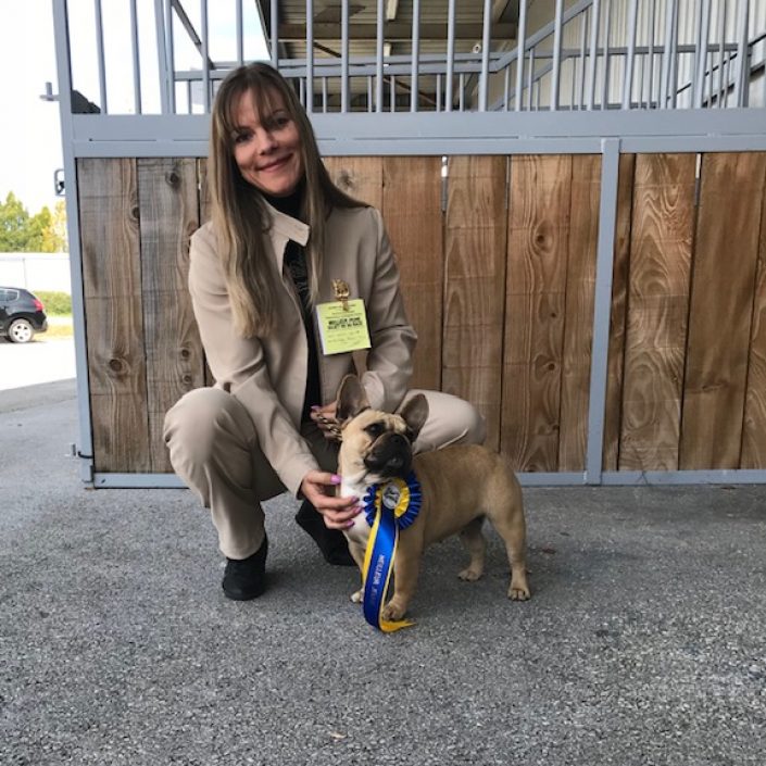 mustang gardiens de léana élevage alsace bouledogue français