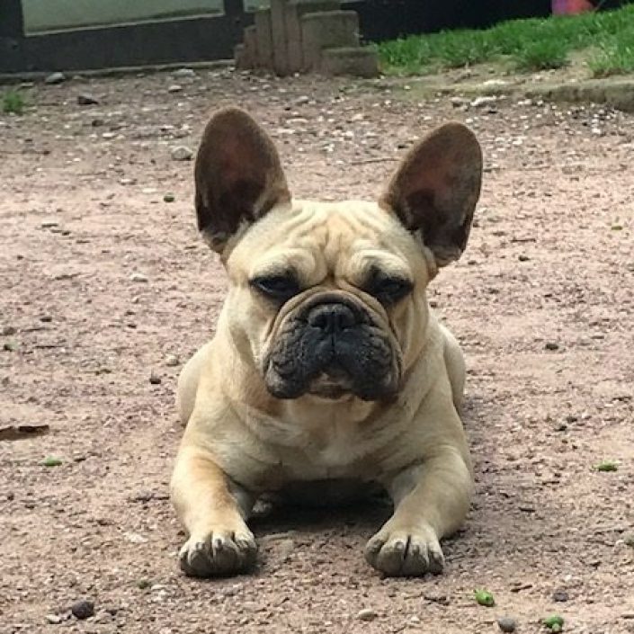 élevage alsace bouledogue français