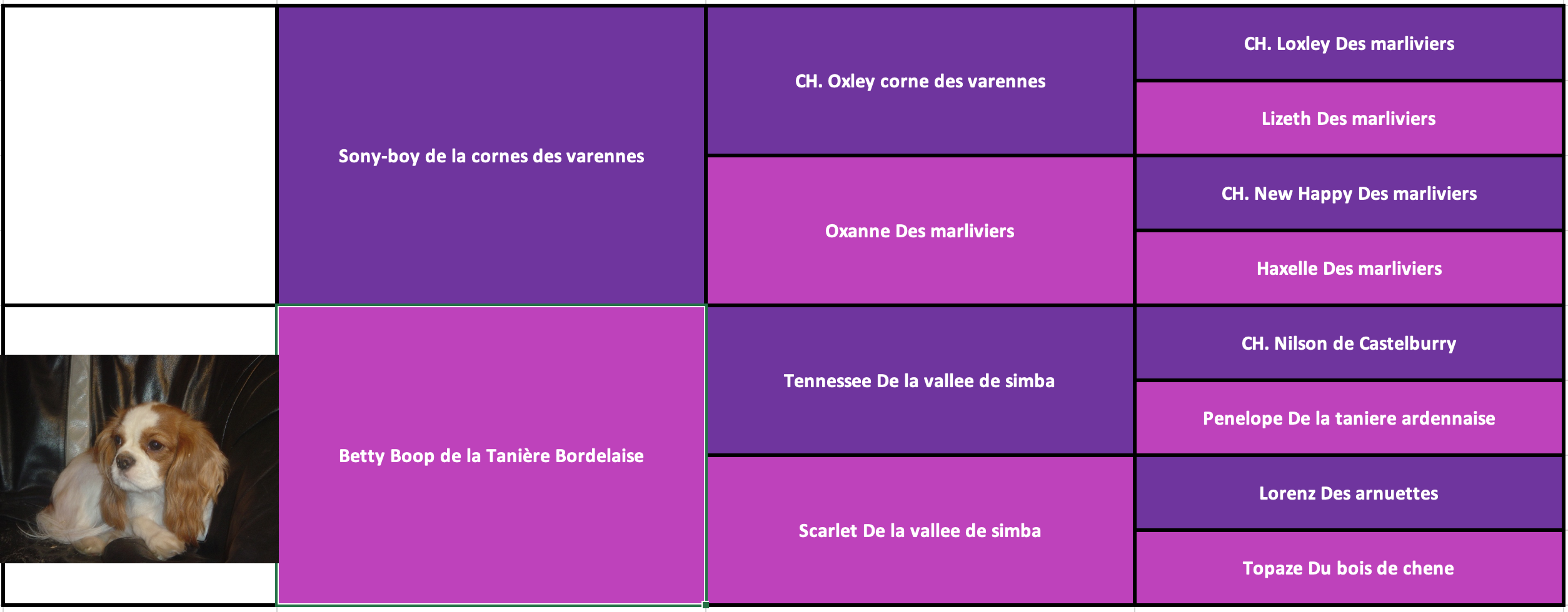 Guarana des gardiens de léana cavalier king charles