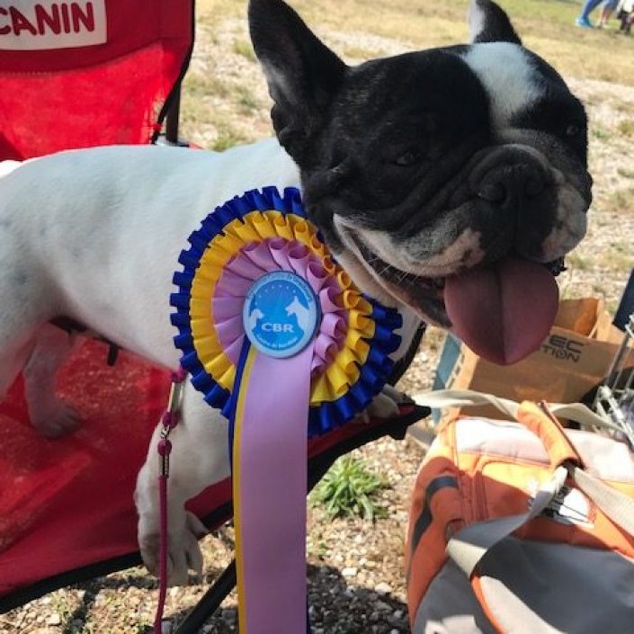 Lolita des gardiens de Léana bouledogue français