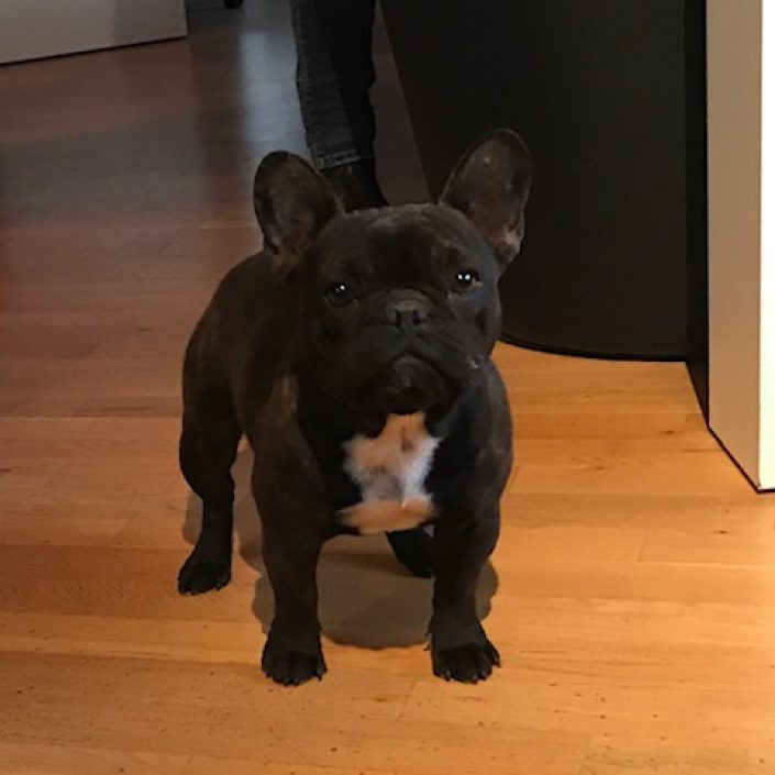 Originale Frenchy des Gardiens de Leana