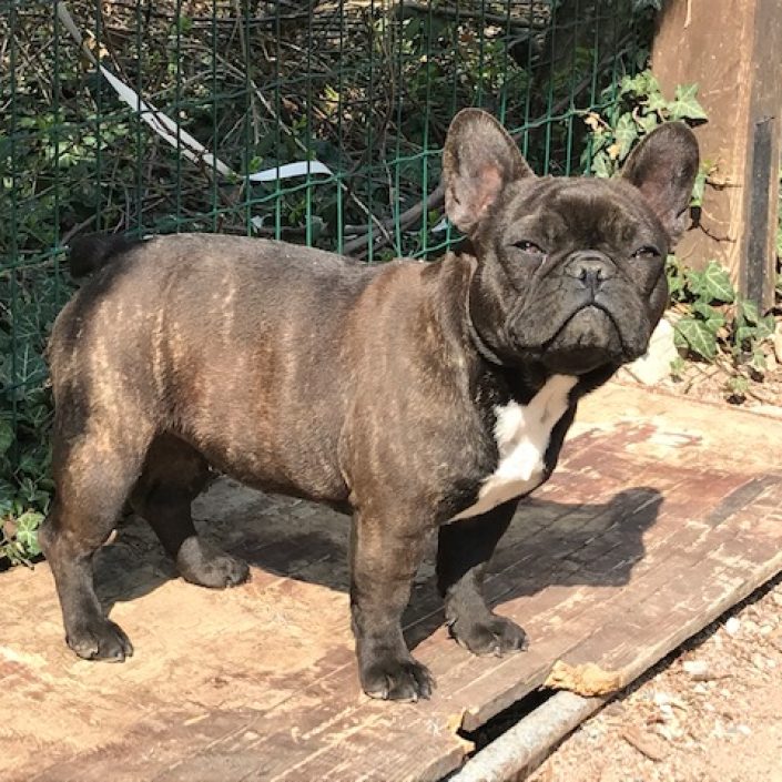 Originale Frenchy des Gardiens de Leana