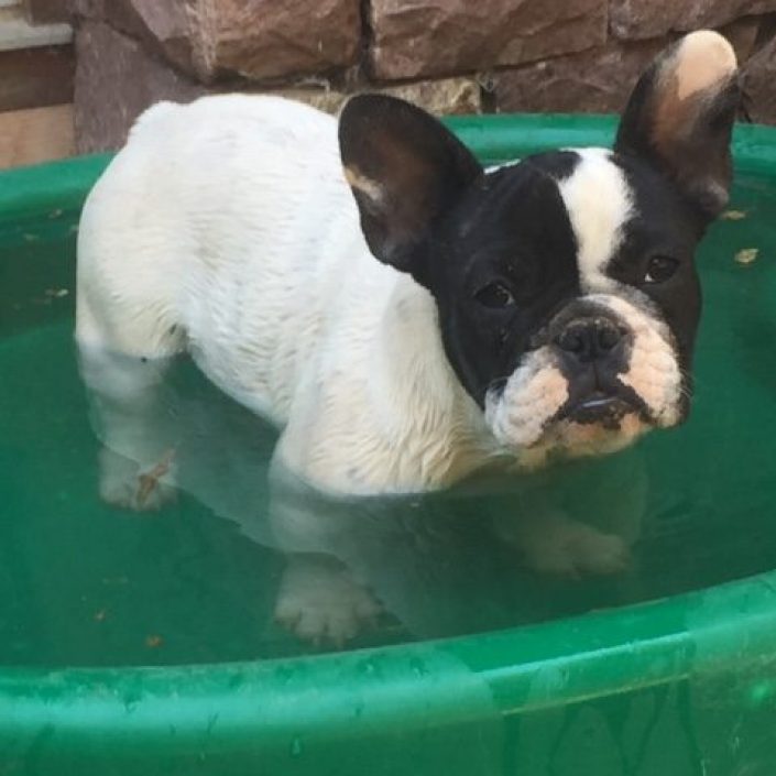 Lolita des gardiens de Léana bouledogue français