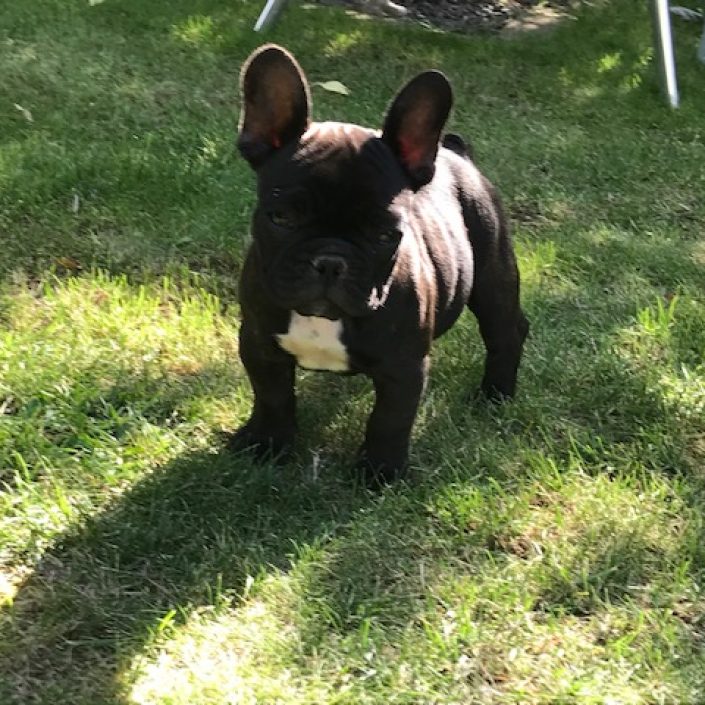 Originale Frenchy des Gardiens de Leana