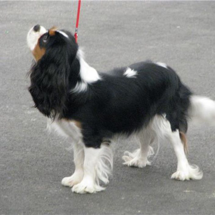 Chiva des gardiens de léana bouledogue français