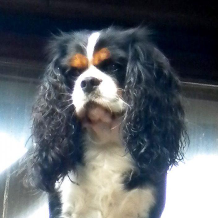 Chiva des gardiens de léana bouledogue français