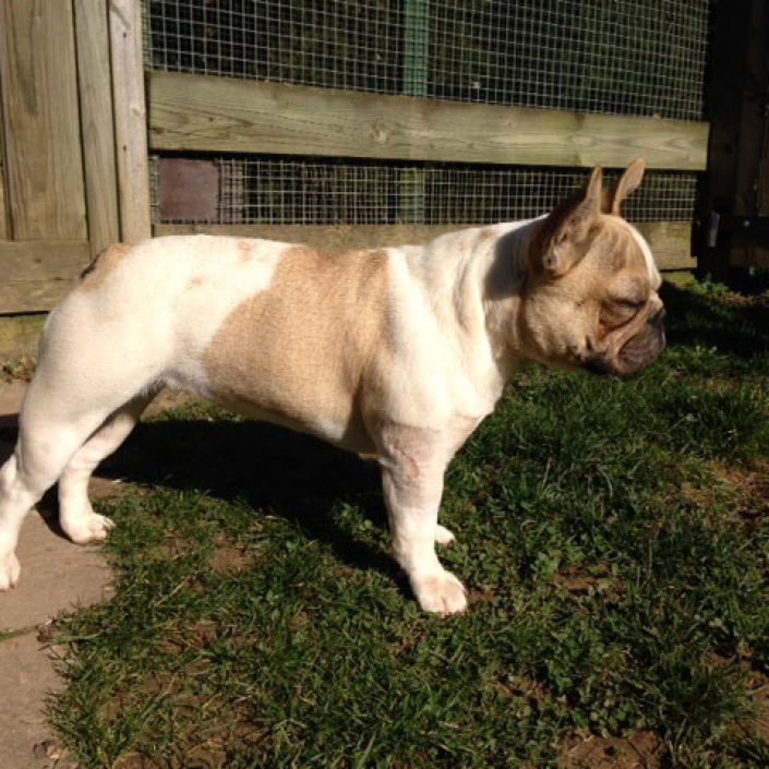 Izi des gardiens de léana bouledigue français