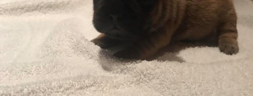 Mâle fauve ( collier vert ) les gardiens de leana