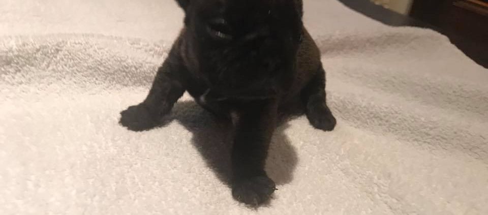 Femelle bringée les gardiens de léana