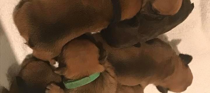 bébés 2019 bouledogue français les gardiens de léana