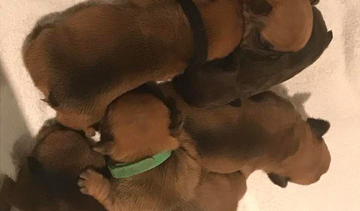 bébés 2019 bouledogue français les gardiens de léana
