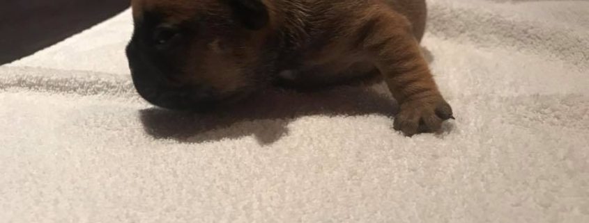 Femelle fauve Pin Up (reste à l’élevage) les gardiens de léana