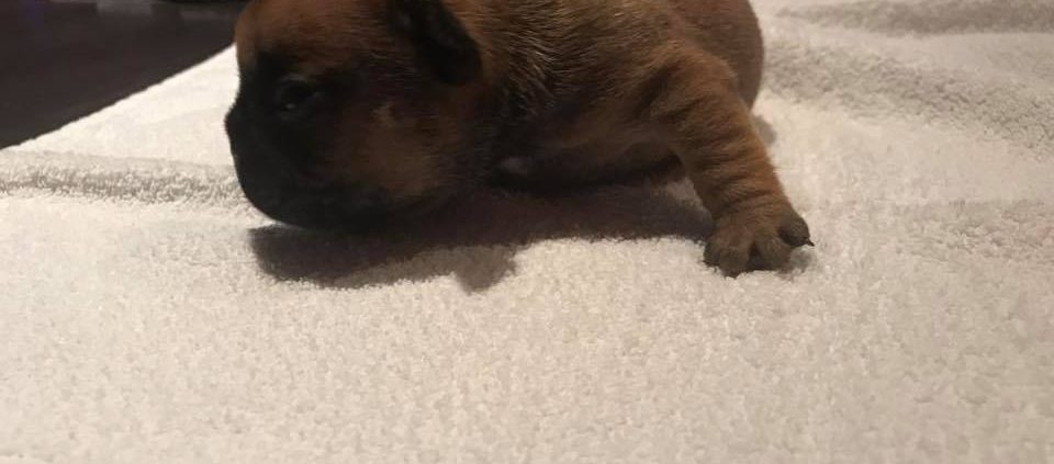 Femelle fauve Pin Up (reste à l’élevage) les gardiens de léana