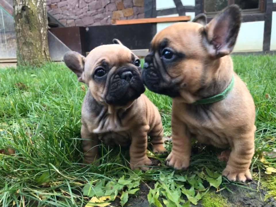 2 Bouledogue Francais Fauve Encore Disponibles A La Reservation Les Gardiens De Leana Elevage Familial De Ckc Et De Bf