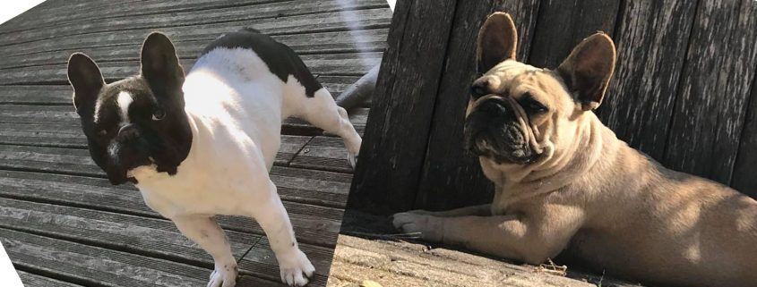 Mariage bouledogue français