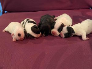 naissance bf mai 2020 les gardiens de léana