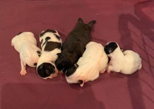 naissance mai 2020 bouledogue français