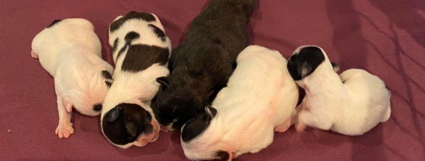 naissance mai 2020 bouledogue français