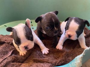 chiots bouledogue les gardiens de leana