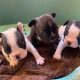 chiots bouledogue les gardiens de leana